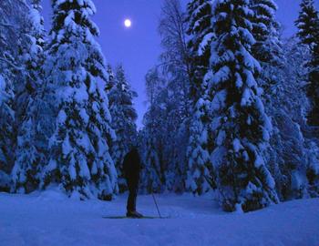 Måneskinn i skogen i vintermørket, foto: Birgit Haugen