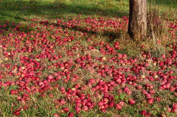 Epler under epletreet, foto: Manfred Richter fra(Pixabay