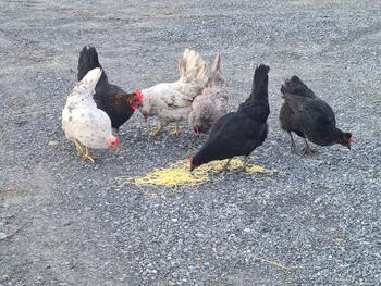 Gruppe med høns spiser spagetti fra bakken.  