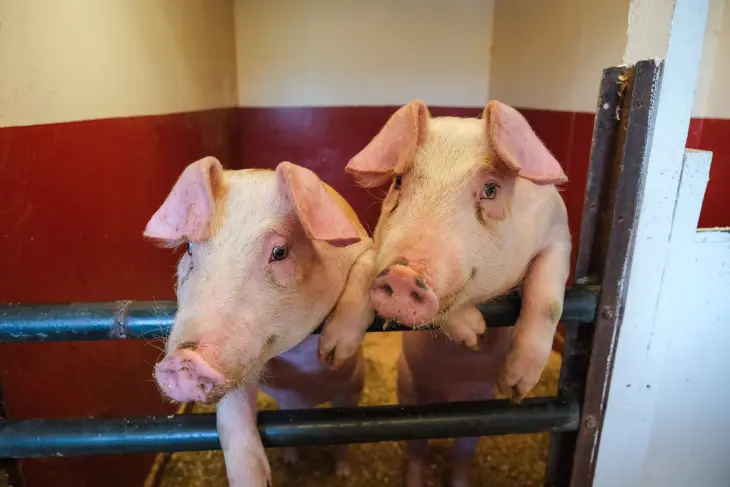 To nysgjerrige griser, foto: Sarah Hvidsten Kristiansen