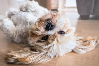 Hund som ligger på ryggen, foto: Fran__ from Pixabay 