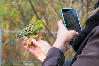 mobilkamera tar bilde av fugl, foto: Andreas Lischka fra Pixabay