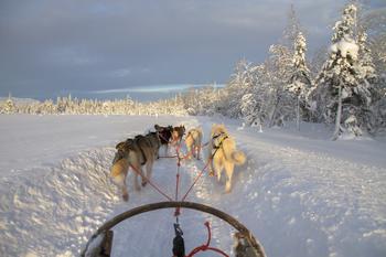 Hunder som drar fører i snø - foto: adege fra Pixabay 