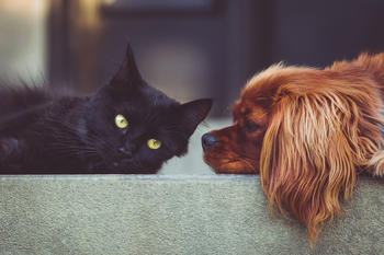 Katt og hund som ligger på en sofa, foto: StockSnap fra Pixabay 